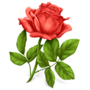 Liquids & Aromen mit Geschmack von Rose für E-Zigaretten